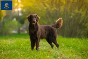 Read more about the article Flat Coated Retriever breeders and puppies in Idaho