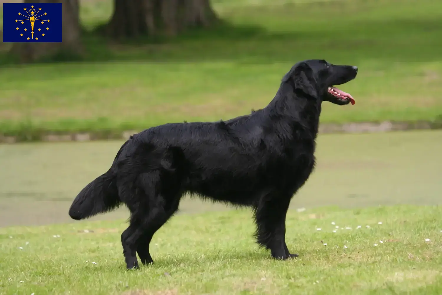 Read more about the article Flat Coated Retriever breeders and puppies in Indiana