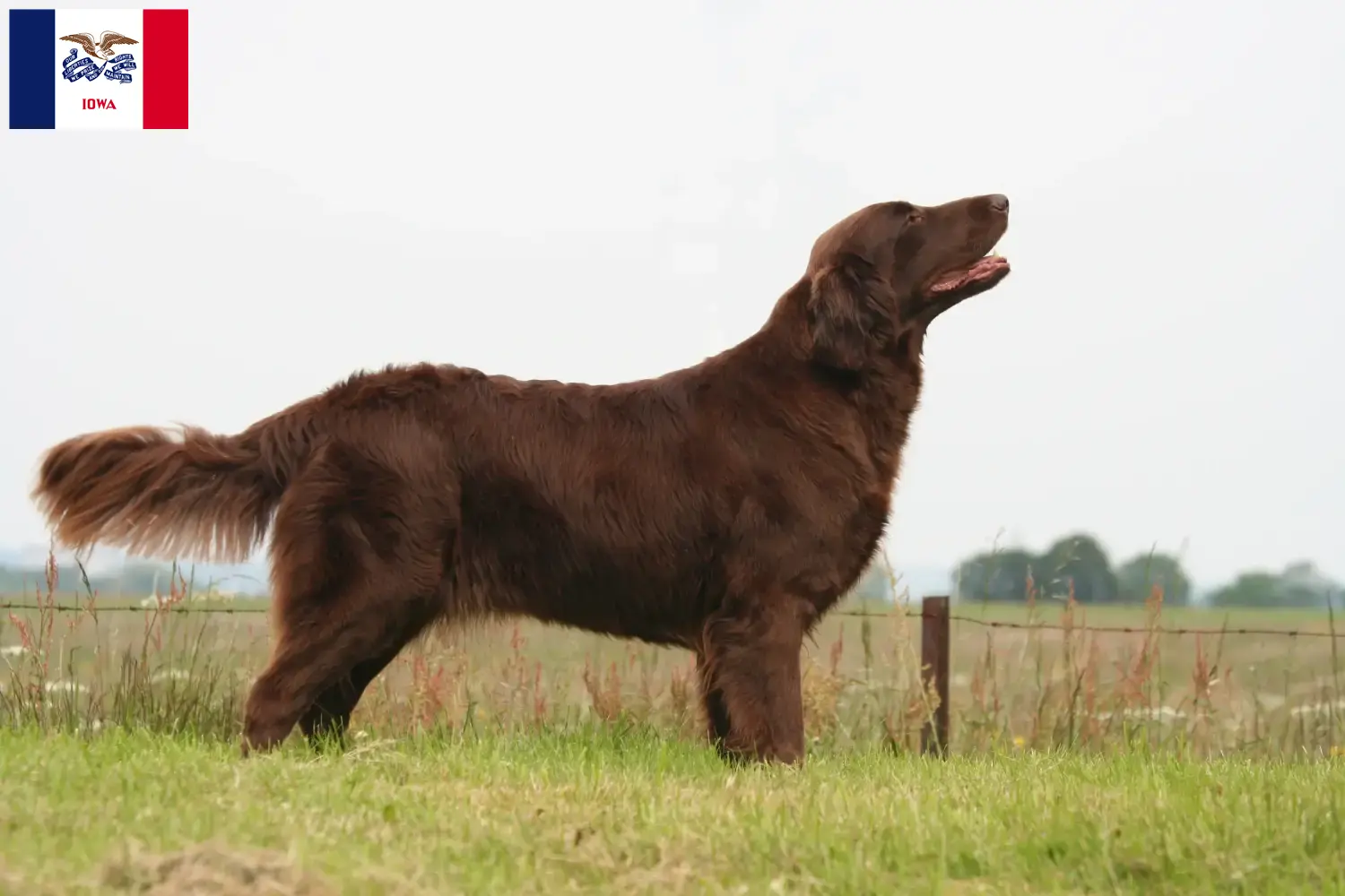 Read more about the article Flat Coated Retriever breeders and puppies in Iowa
