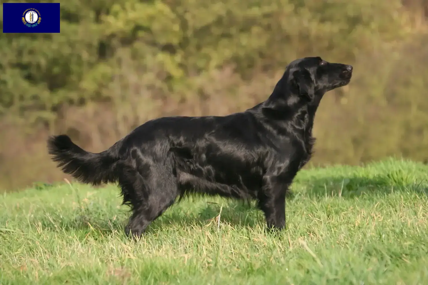 Read more about the article Flat Coated Retriever breeders and puppies in Kentucky