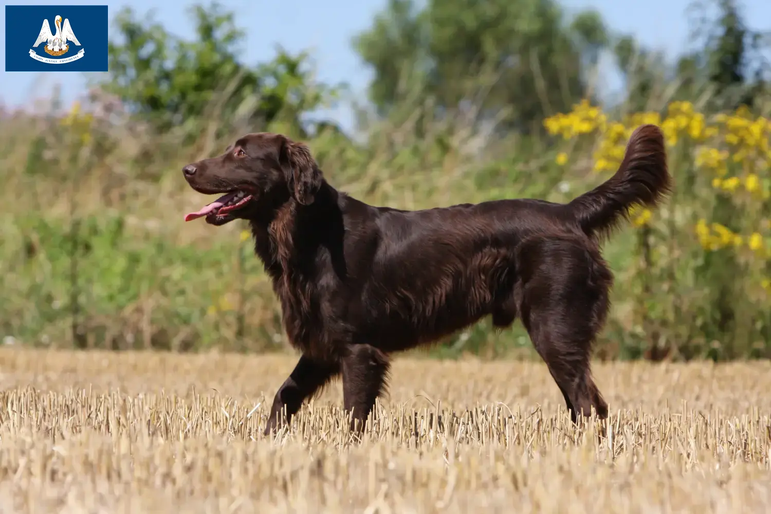 Read more about the article Flat Coated Retriever breeders and puppies in Louisiana