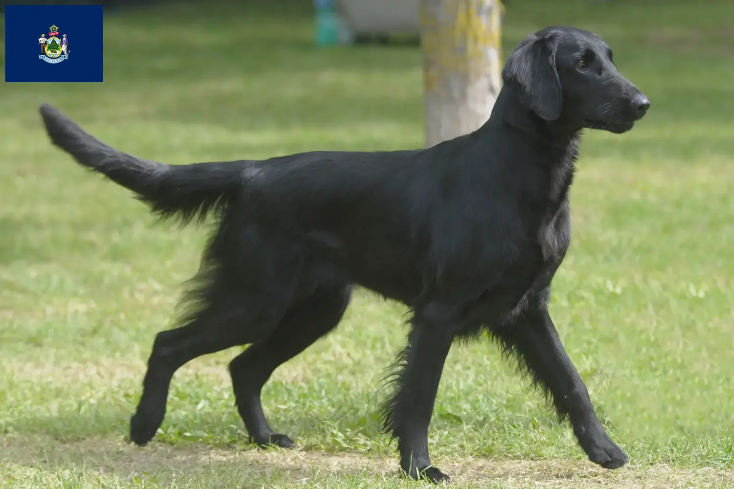 Read more about the article Flat Coated Retriever breeders and puppies in Maine