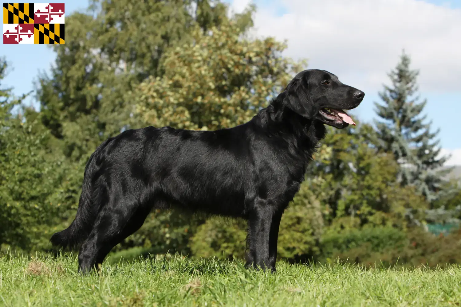 Read more about the article Flat Coated Retriever breeders and puppies in Maryland