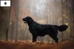 Read more about the article Flat Coated Retriever breeders and puppies in Massachusetts