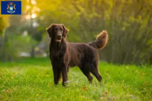 Read more about the article Flat Coated Retriever breeders and puppies in Michigan