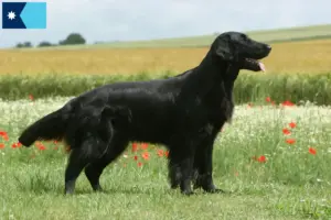 Read more about the article Flat Coated Retriever breeders and puppies in Minnesota