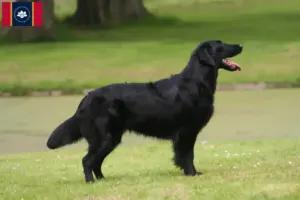 Read more about the article Flat Coated Retriever breeders and puppies in Mississippi