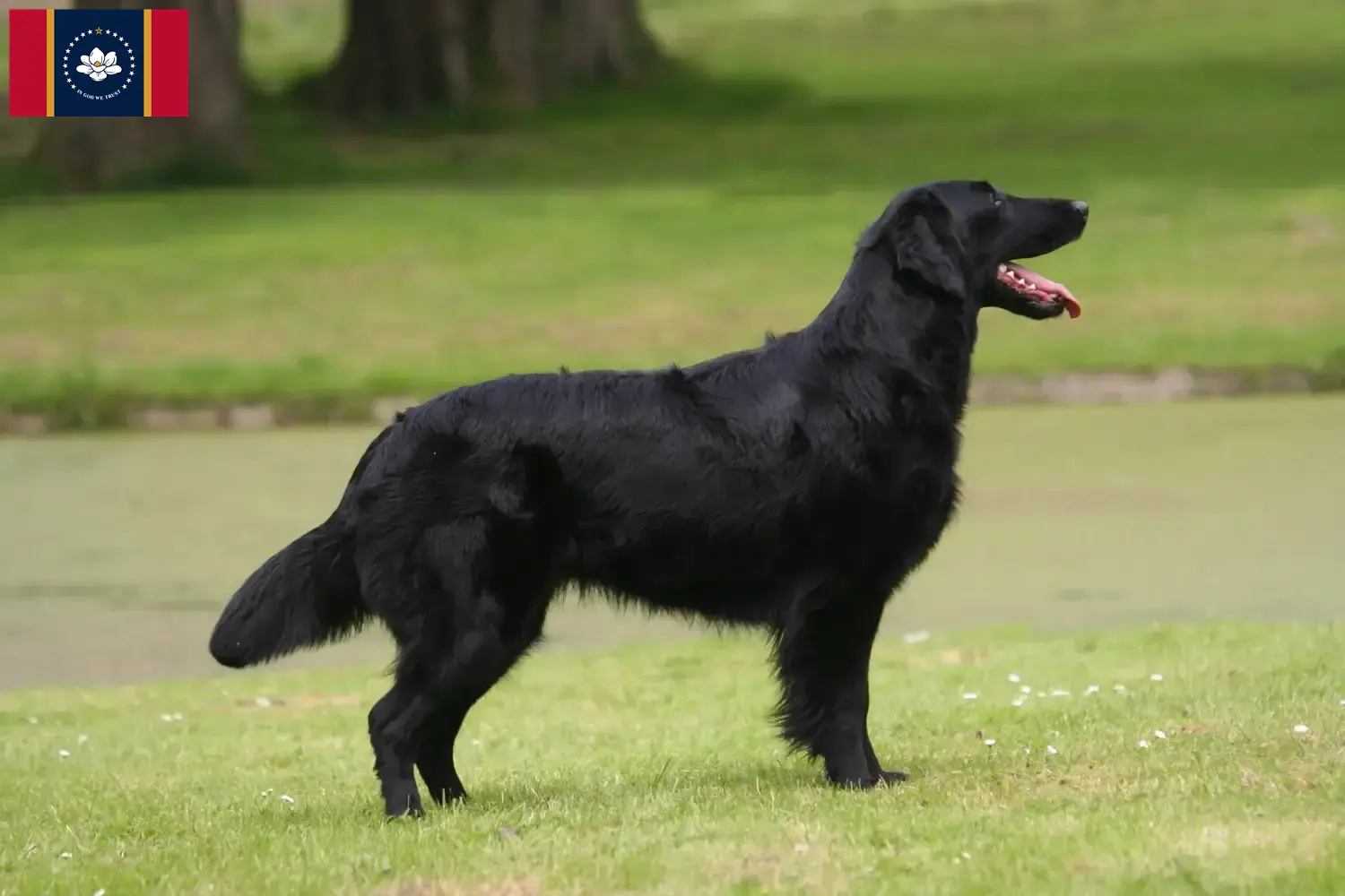 Flat Coated Retriever puppies and breeders Mississippi Find Flat Coated Retriever breeders in Mississippi.