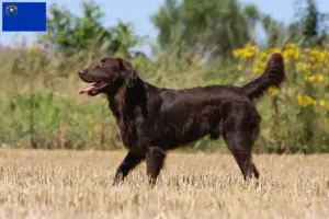 Read more about the article Flat Coated Retriever breeders and puppies in Nevada