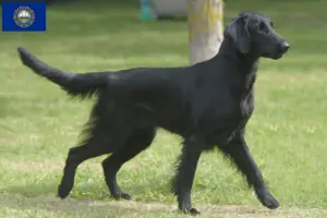 Read more about the article Flat Coated Retriever breeders and puppies in New Hampshire