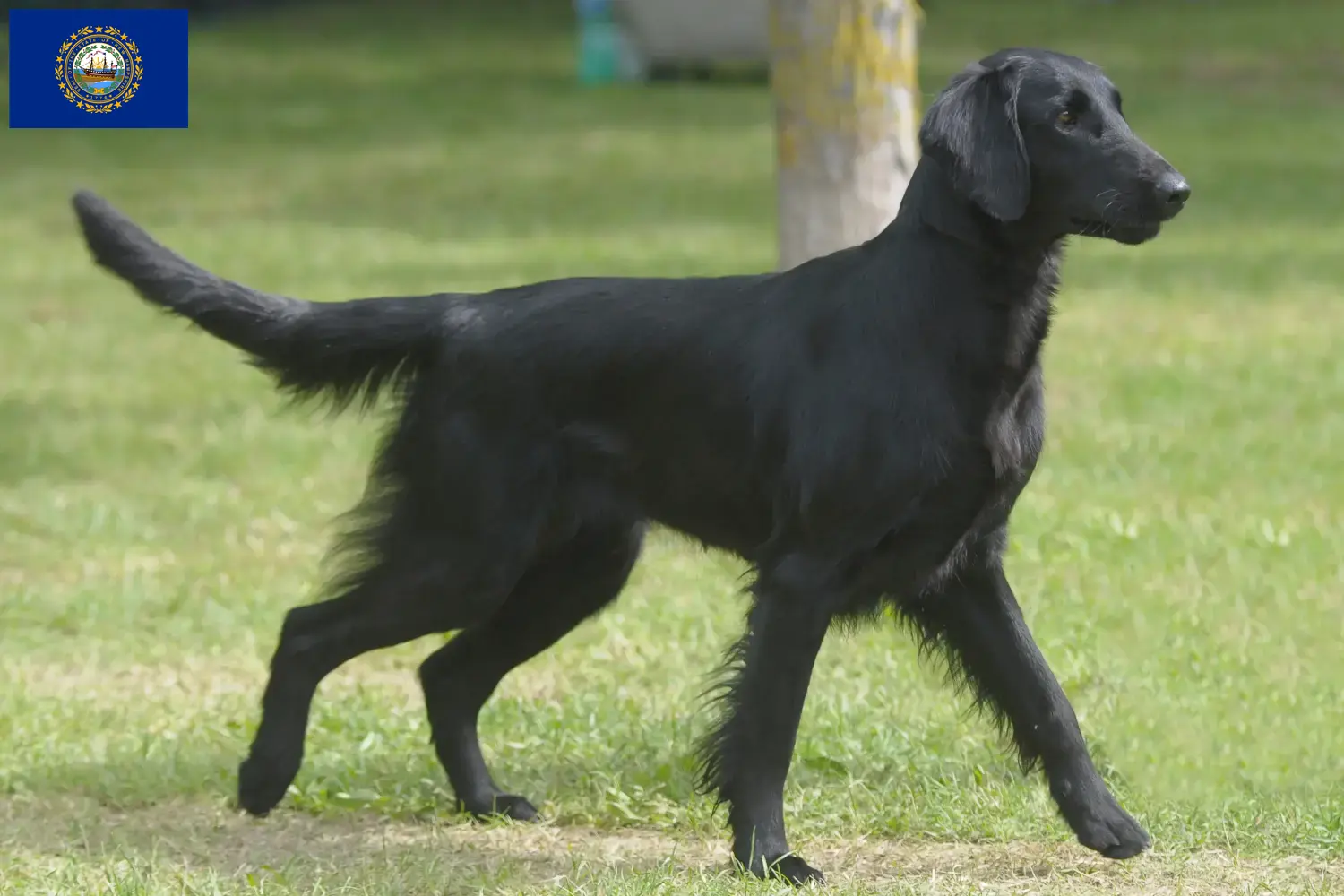 Flat Coated Retriever puppies and breeders New Hampshire Find Flat Coated Retriever breeders in New Hampshire.