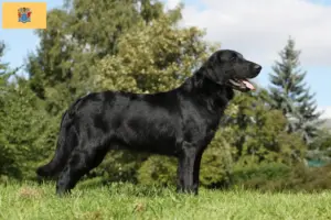 Read more about the article Flat Coated Retriever breeders and puppies in New Jersey