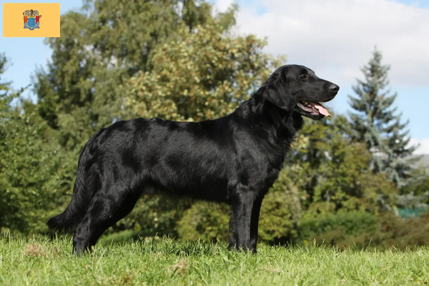 Flat Coated Retriever puppies and breeders New Jersey Find Flat Coated Retriever breeders in New Jersey.