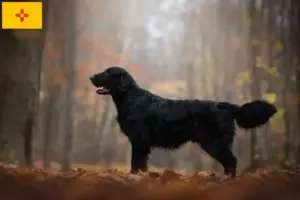 Read more about the article Flat Coated Retriever breeders and puppies in New Mexico