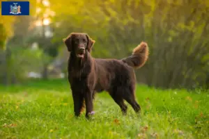 Read more about the article Flat Coated Retriever breeders and puppies in New York