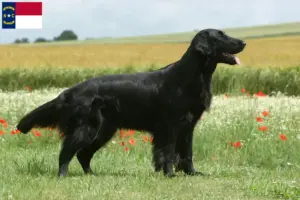 Read more about the article Flat Coated Retriever breeders and puppies in North Carolina