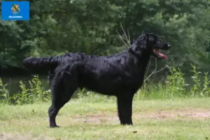 Read more about the article Flat Coated Retriever breeders and puppies in Oklahoma