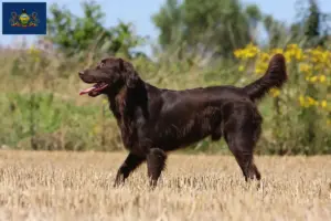 Read more about the article Flat Coated Retriever breeders and puppies in Pennsylvania