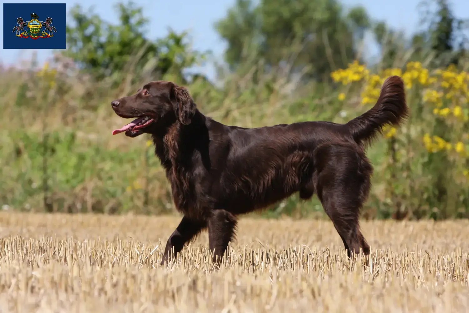 Flat Coated Retriever puppies and breeders Pennsylvania Find Flat Coated Retriever breeders in Pennsylvania.