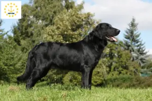 Read more about the article Flat Coated Retriever breeders and puppies in Rhode Island