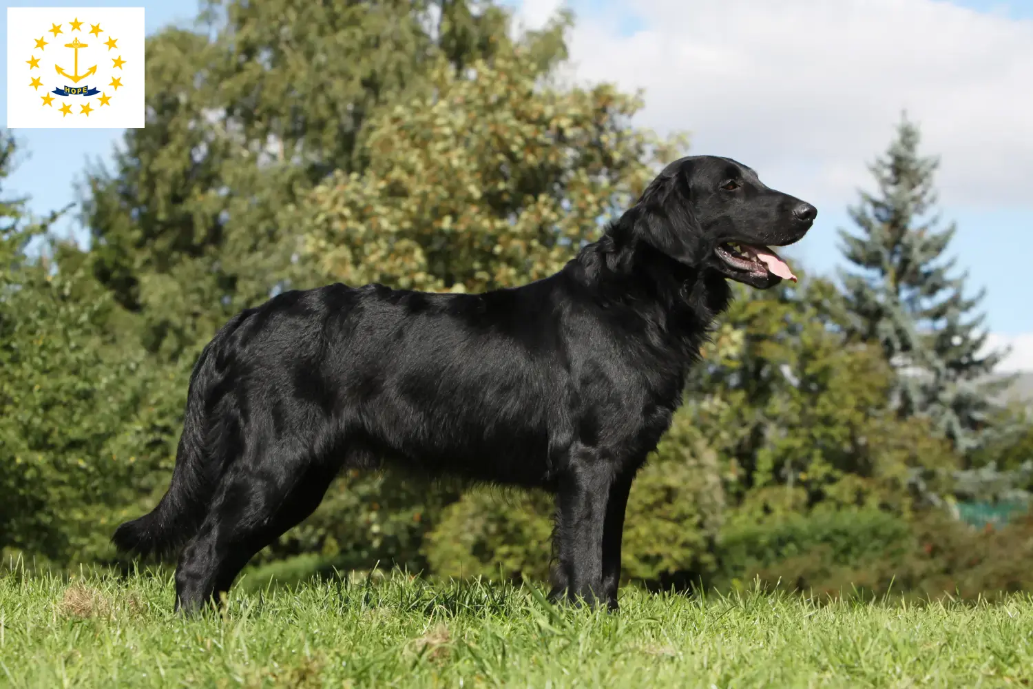 Flat Coated Retriever puppies and breeders Rhode Island Find Flat Coated Retriever breeders in Rhode Island.