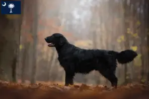 Read more about the article Flat Coated Retriever breeders and puppies in South Carolina