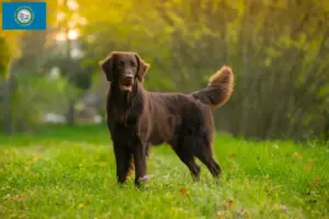 Read more about the article Flat Coated Retriever breeders and puppies in South Dakota