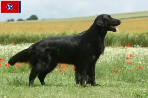 Read more about the article Flat Coated Retriever breeders and puppies in Tennessee