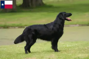Read more about the article Flat Coated Retriever breeders and puppies in Texas