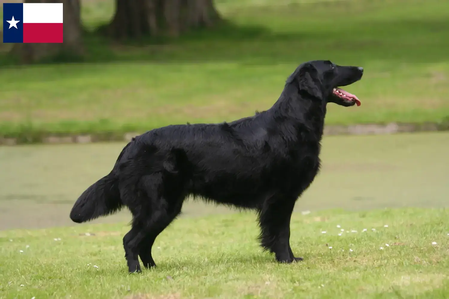 Flat Coated Retriever puppies and breeders Texas Find Flat Coated Retriever breeders in Texas.