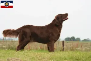 Read more about the article Flat Coated Retriever breeders and puppies in Utah