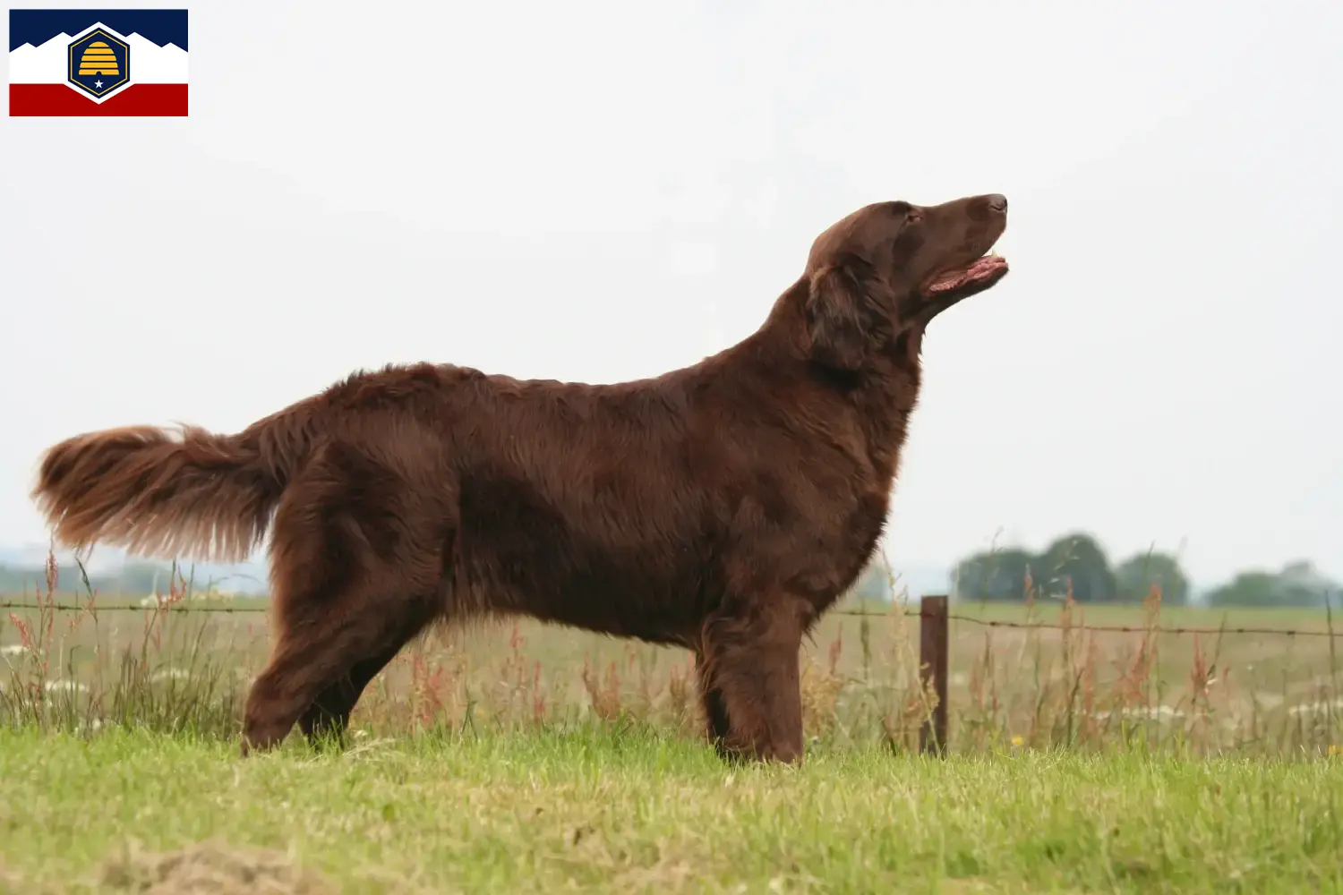 Flat Coated Retriever puppies and breeders Utah Find Flat Coated Retriever breeders in Utah.