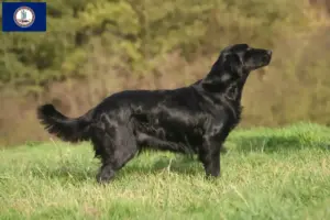 Read more about the article Flat Coated Retriever breeders and puppies in Virginia