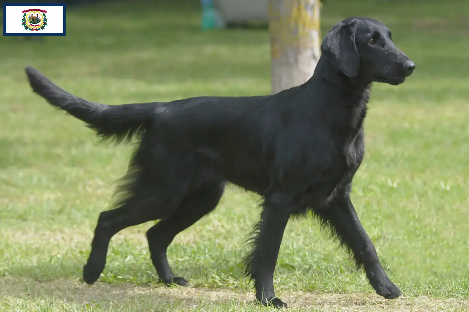 Flat Coated Retriever puppies and breeders West Virginia Find Flat Coated Retriever breeders in West Virginia.