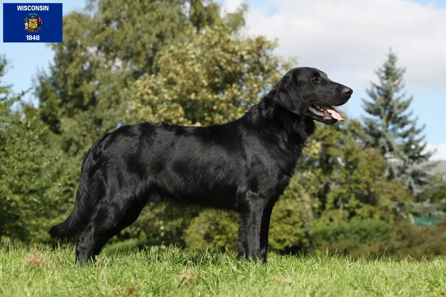 Flat Coated Retriever puppies and breeders Wisconsin Find Flat Coated Retriever breeders in Wisconsin.