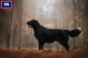 Read more about the article Flat Coated Retriever breeders and puppies in Wyoming
