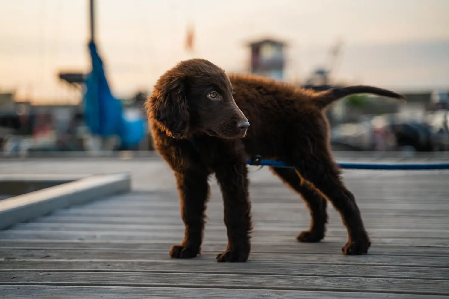 Buying a Flat Coated Retriever puppy means taking responsibility! Buy Flat Coated Retriever puppies.