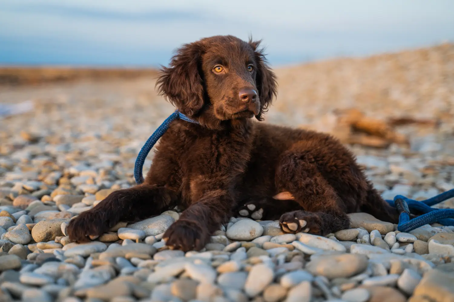 Buying a Flat Coated Retriever puppy means taking responsibility! Buy Flat Coated Retriever puppies.