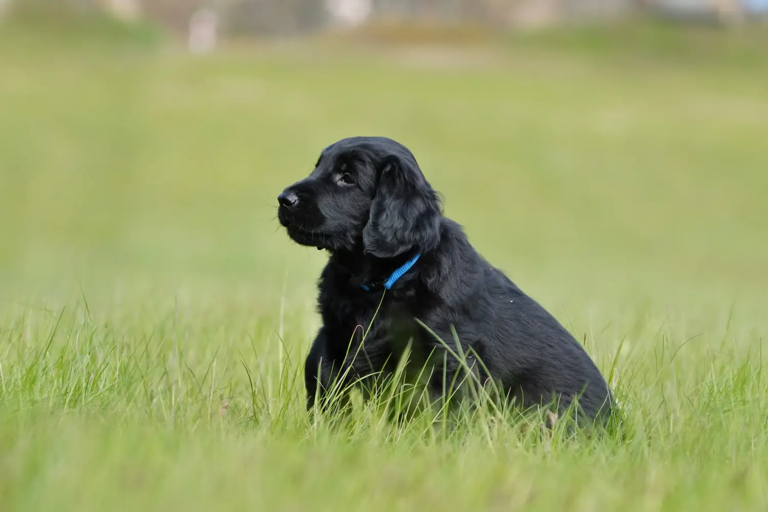 Buying a Flat Coated Retriever puppy means taking responsibility! Buy Flat Coated Retriever puppies.