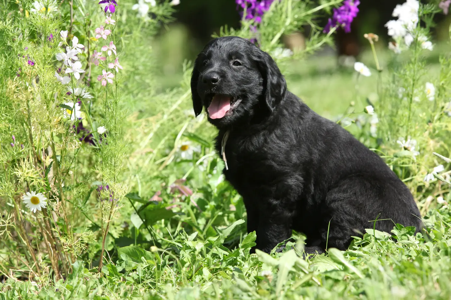 Buying a Flat Coated Retriever puppy means taking responsibility! Buy Flat Coated Retriever puppies.