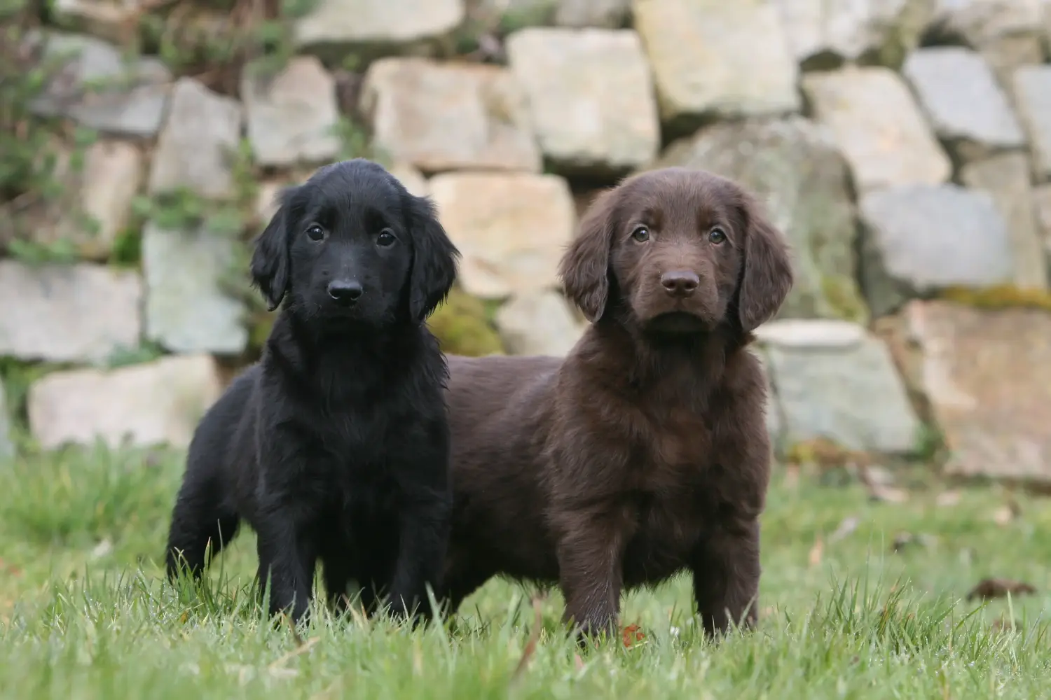 Buying a Flat Coated Retriever puppy means taking responsibility! Buy Flat Coated Retriever puppies.