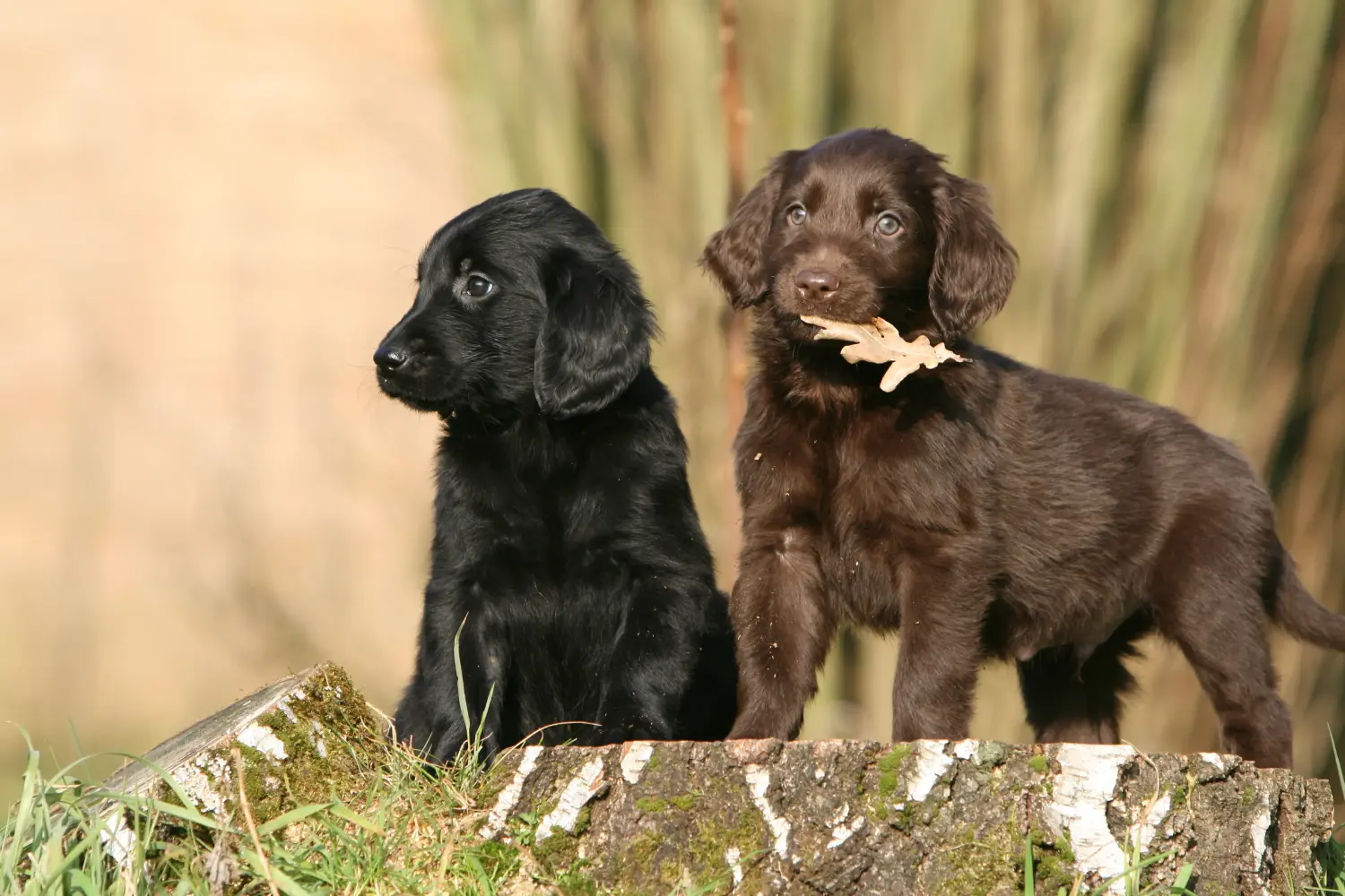Buying a Flat Coated Retriever puppy means taking responsibility! Buy Flat Coated Retriever puppies.