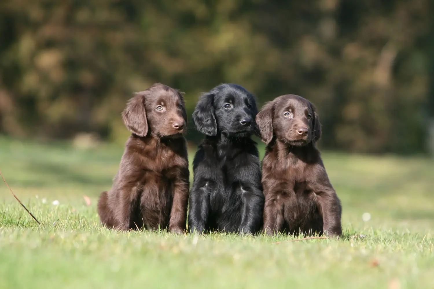 Buying a Flat Coated Retriever puppy means taking responsibility! Buy Flat Coated Retriever puppies.