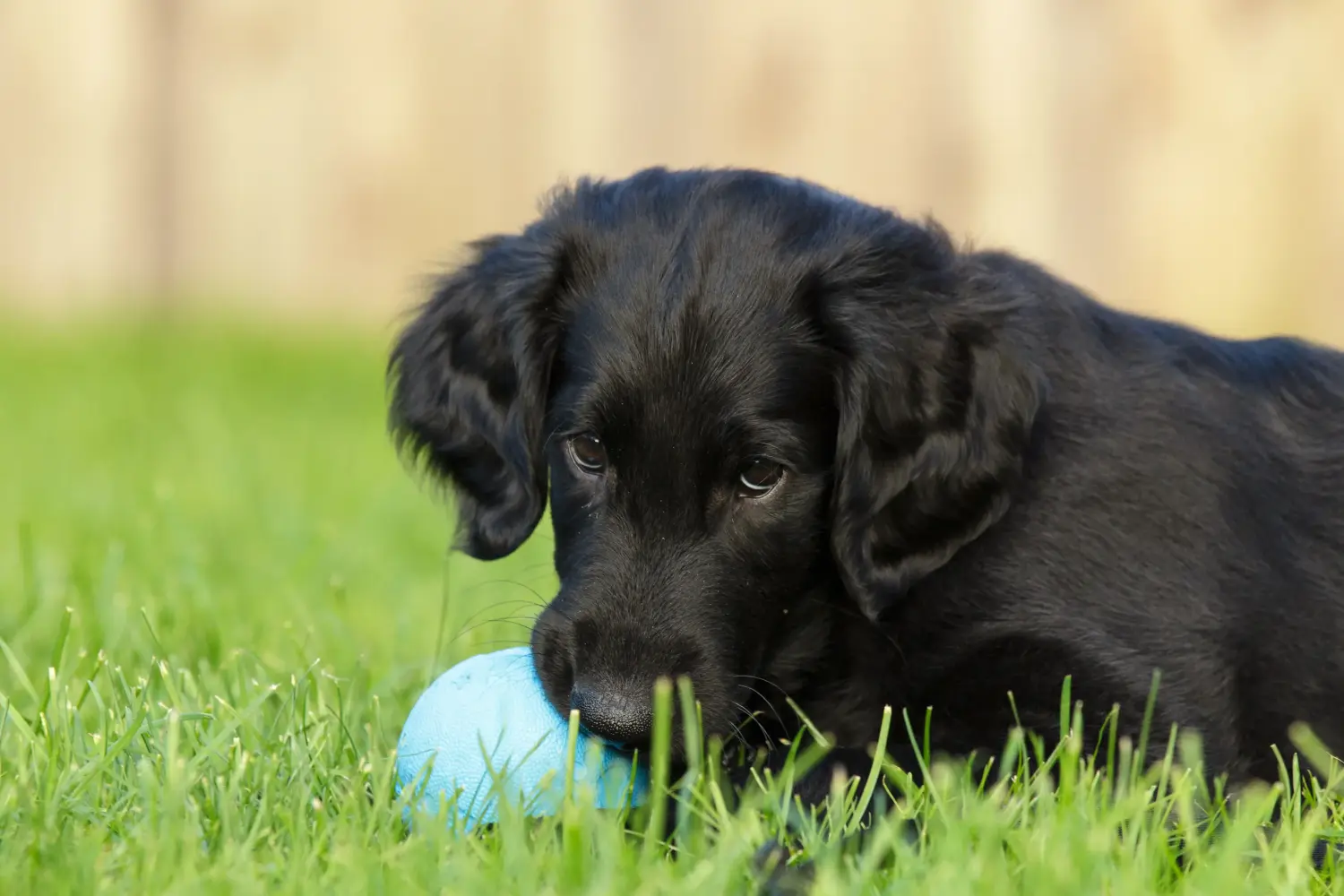 Buying a Flat Coated Retriever puppy means taking responsibility! Buy Flat Coated Retriever puppies.