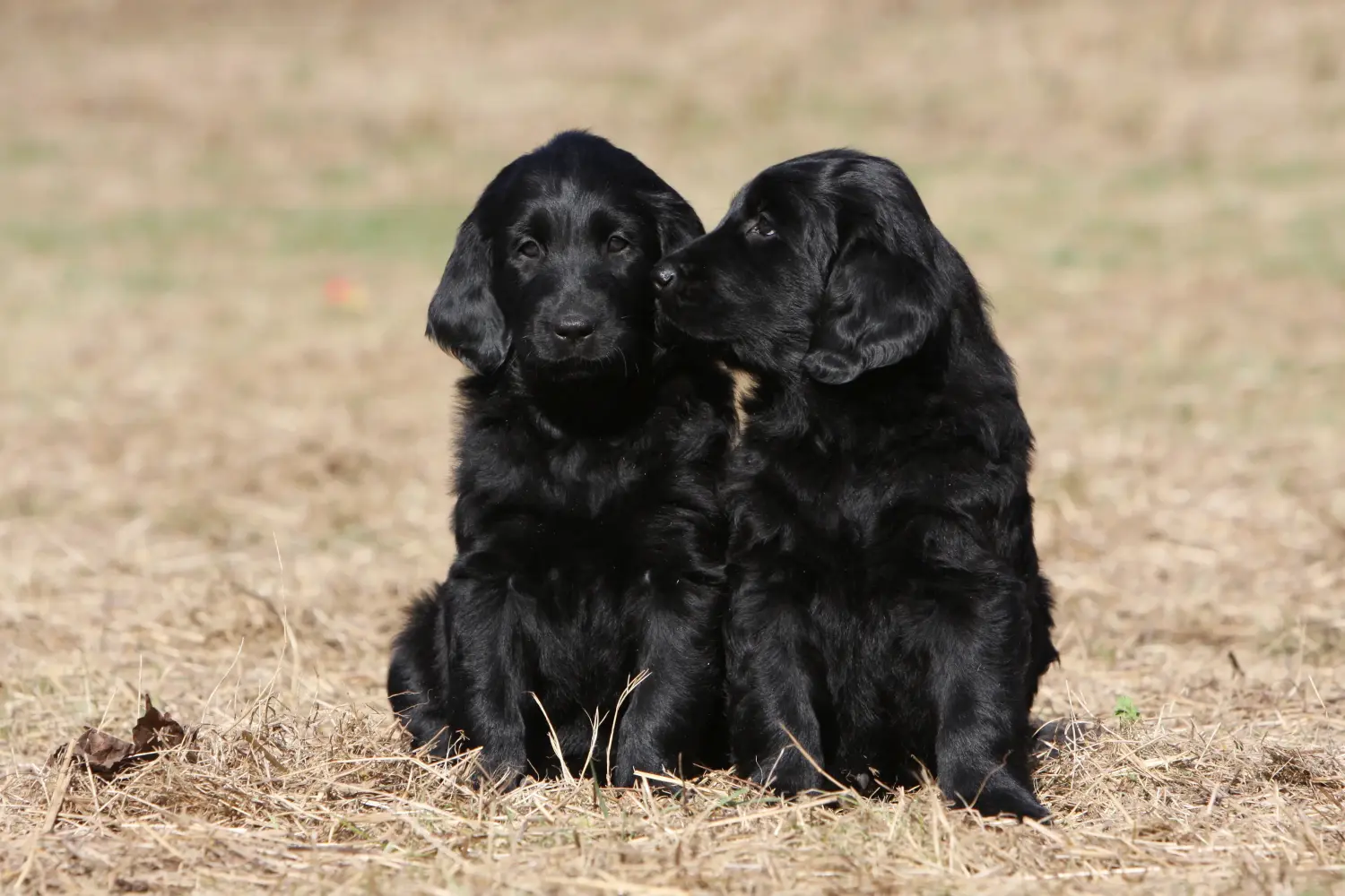 Buying a Flat Coated Retriever puppy means taking responsibility! Buy Flat Coated Retriever puppies.