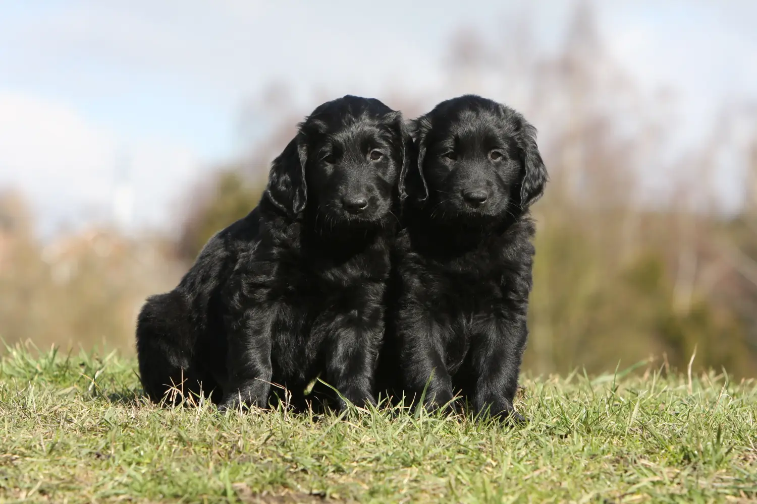 Buying a Flat Coated Retriever puppy means taking responsibility! Buy Flat Coated Retriever puppies.