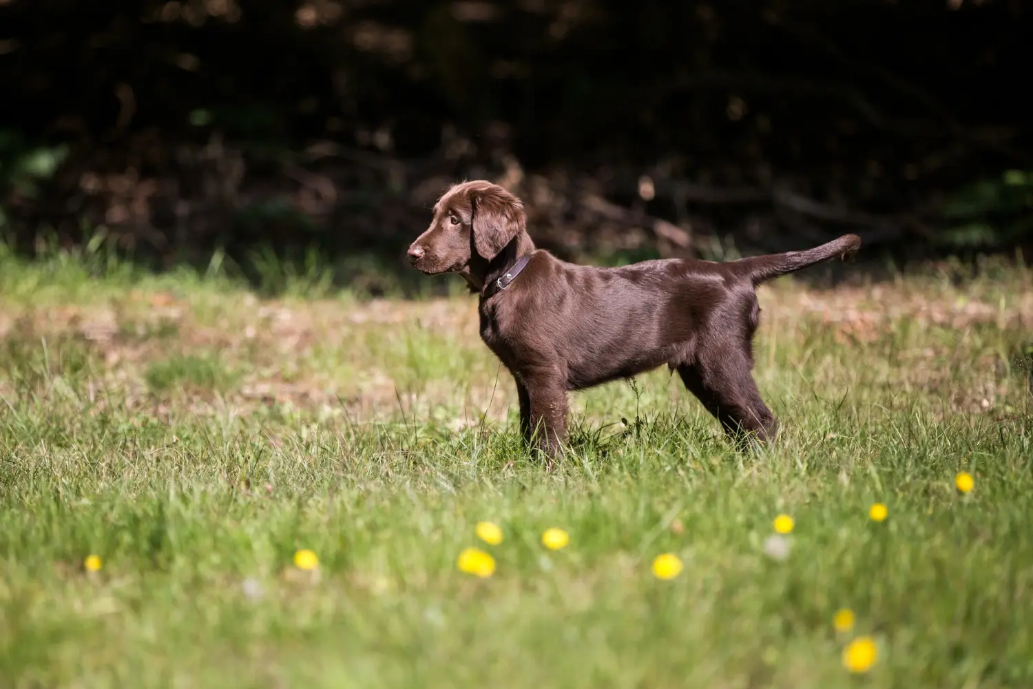 Buying a Flat Coated Retriever puppy means taking responsibility! Buy Flat Coated Retriever puppies.