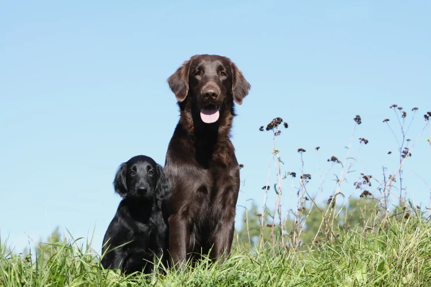 Buying a Flat Coated Retriever puppy means taking responsibility! Buy Flat Coated Retriever puppies.