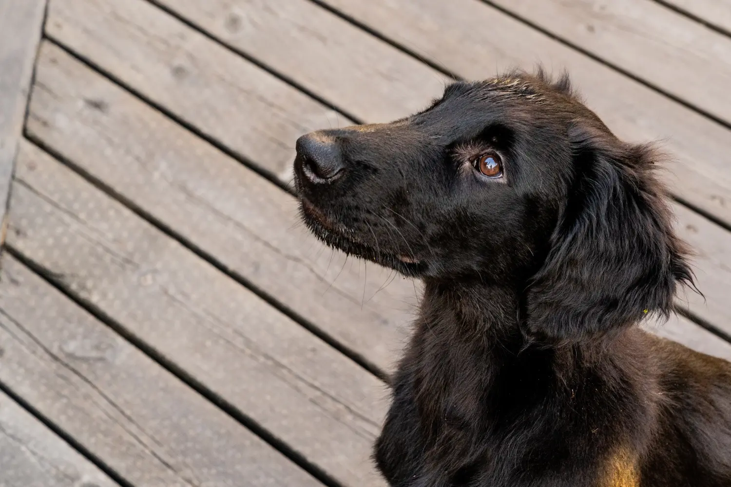 Buying a Flat Coated Retriever puppy means taking responsibility! Buy Flat Coated Retriever puppies.