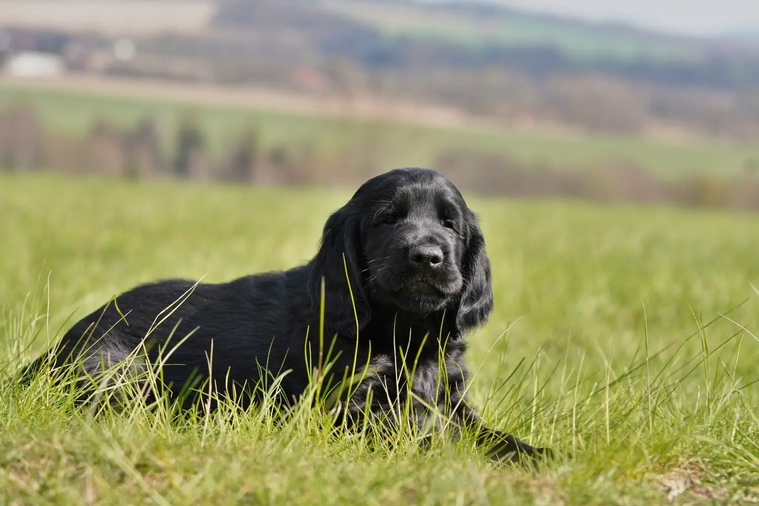 Buying a Flat Coated Retriever puppy means taking responsibility! Buy Flat Coated Retriever puppies.